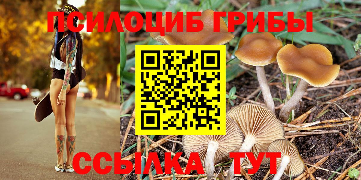 Галлюциногенные грибы Psilocybe Холмск